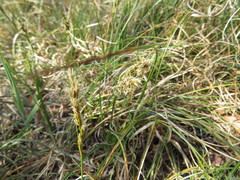 Carex arenaria