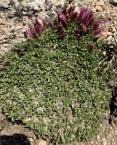 Trifolium nanum, photograph 4