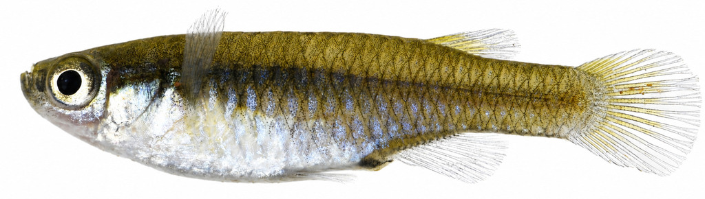 Cental east african lampeye (Lacustricola centralis) — Poeciliidae