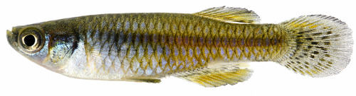 Cental east african lampeye (Lacustricola centralis) — Poeciliidae — 3