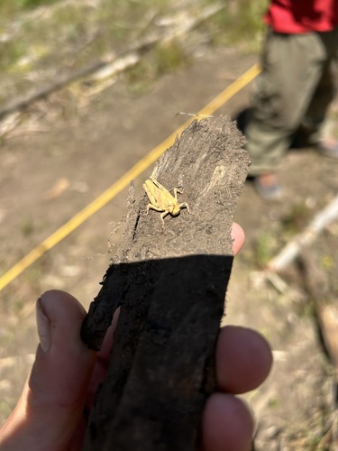iNaturalist observation photo of Short-horned Grasshoppers