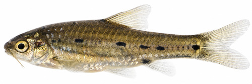 Fourline barb (Enteromius quadrilineatus) — Cyprinidae — 2