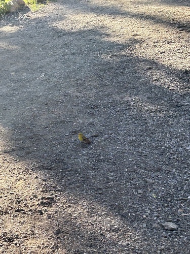 iNaturalist observation photo of Lesser Goldfinch