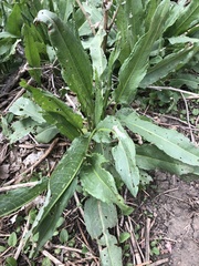 Rumex hydrolapathum
