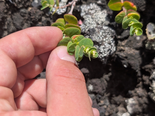 Euphorbia degeneri observed 2026-07-07