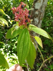 Miconia lacera
