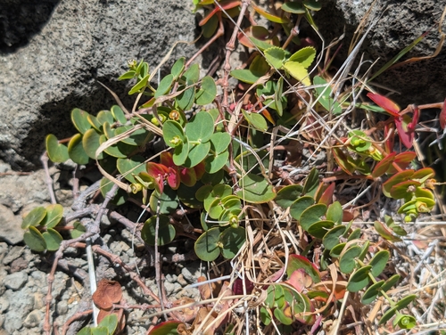 Euphorbia degeneri observed 2026-07-07