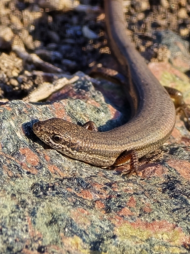 Common Dwarf Skink
