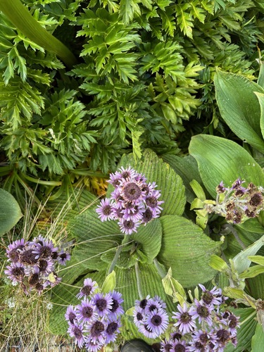 Pleurophyllum speciosum observed 2026-02-03