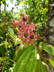 Miconia lacera