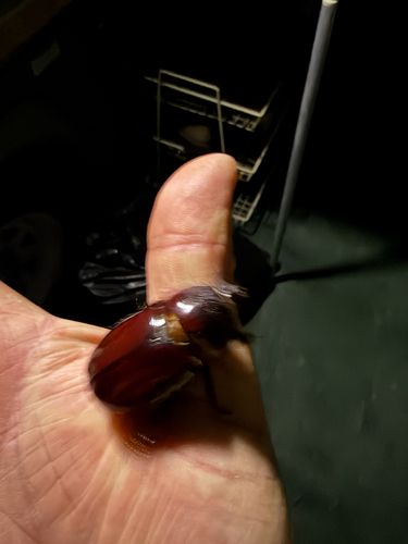 Boas Rhinoceros Beetle