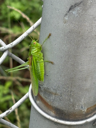 Gampsocleis ussuriensis