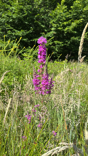 purple loosestrife