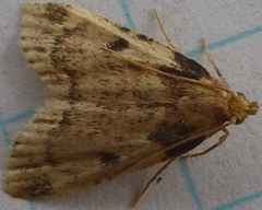 Aglossa costiferalis