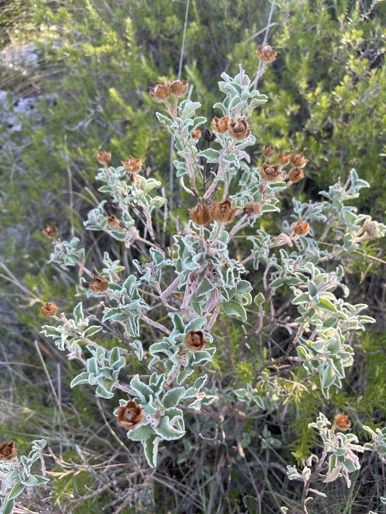 Cisto di Creta