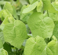 Malvaviscus arboreus drummondii