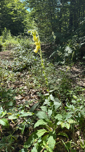 Yellow Foxglove