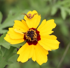 Coreopsis tinctoria