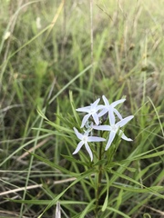 Amsonia ciliata