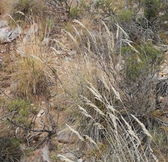 Pentameris eriostoma