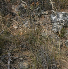 Pentameris eriostoma