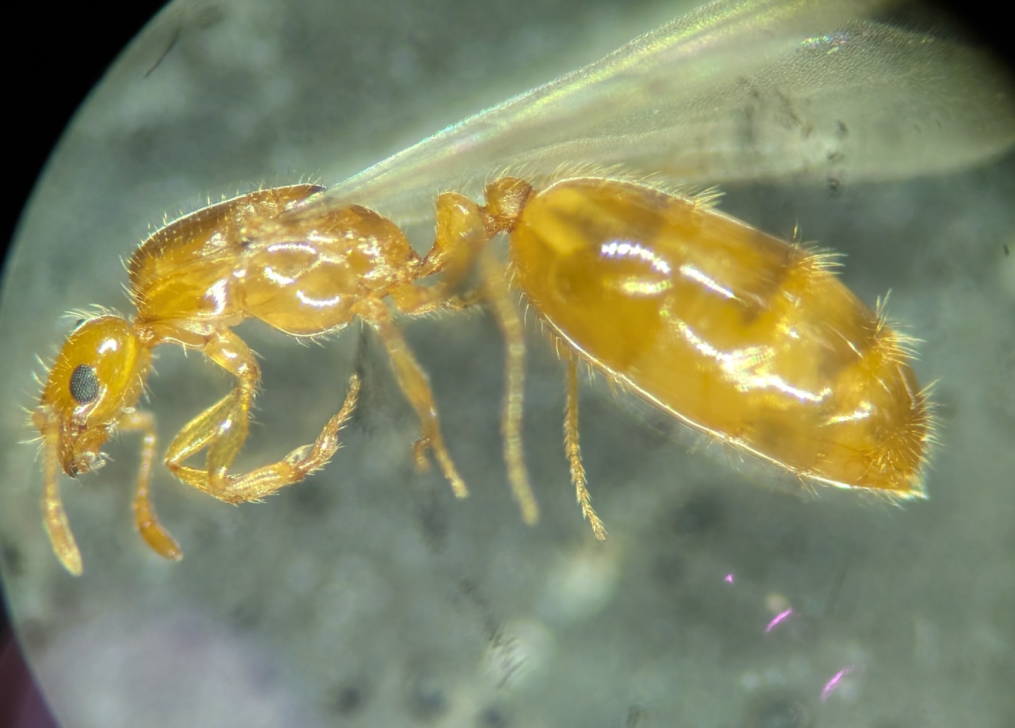 Monomorium clavicorne