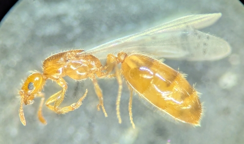 Monomorium clavicorneMonomorium clavicorne