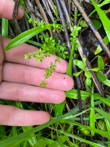 Galium propinquum observed 2026-07-08