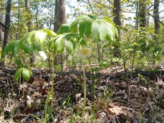 Podophyllum peltatum