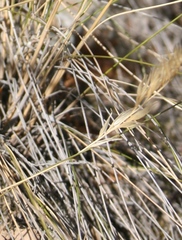 Pentameris eriostoma