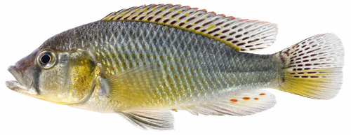 Burton's Mouthbrooder