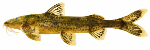 Gemarmerde bergmeerval (Amphilius jacksonii) — Amphiliidae — 2