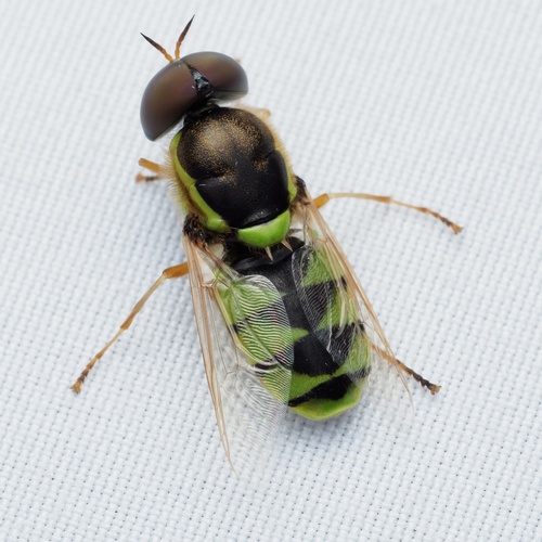 Odontomyia arcuata