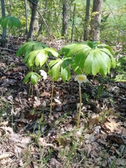 Podophyllum peltatum
