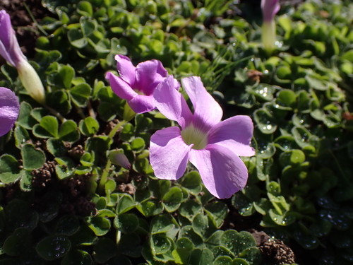 Hippo Sorrel