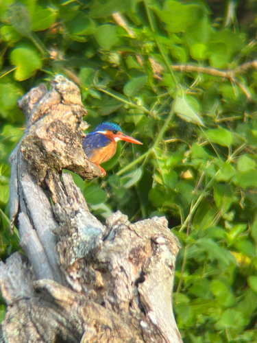 iNaturalist image