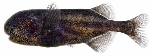 Dark stonebasher (Pollimyrus nigricans) — Mormyridae — 2