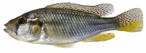 Burton's haplo (Astatotilapia burtoni) — Cichlidae — 2