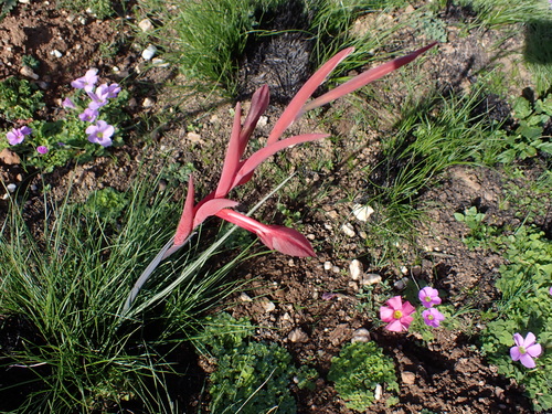 Gladiolus abbreviatus