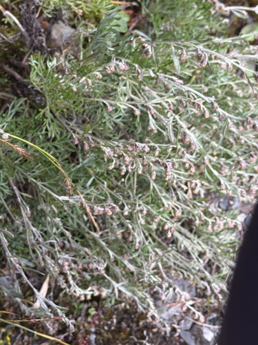 Artemisia kawakamii observed 2026-07-08