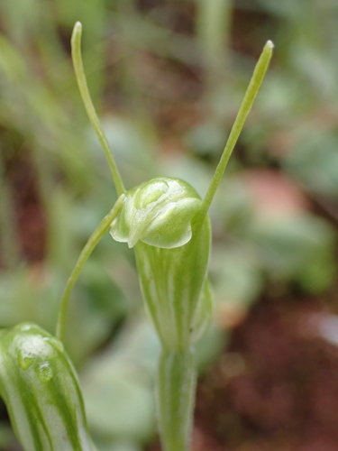 dwarf greenhood