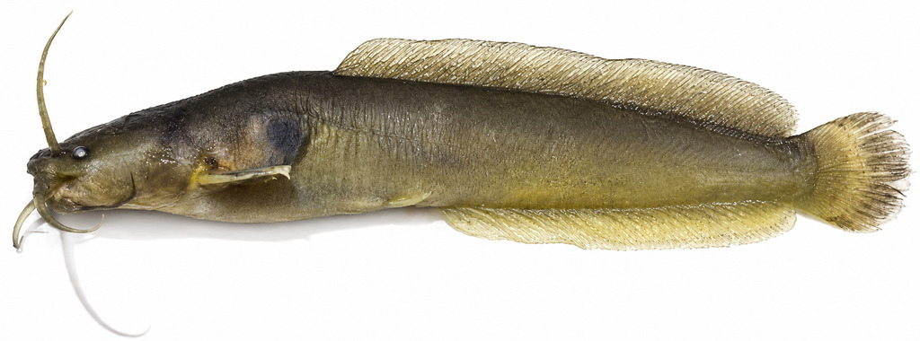 Alluaud's catfish (Clarias alluaudi) — Clariidae