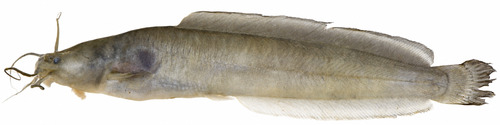 Alluaud's catfish (Clarias alluaudi) — Clariidae — 5