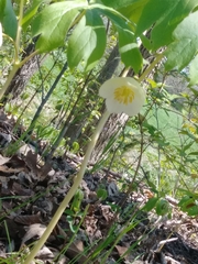 Podophyllum peltatum