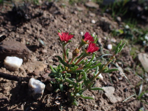 Delosperma neethlingiae
