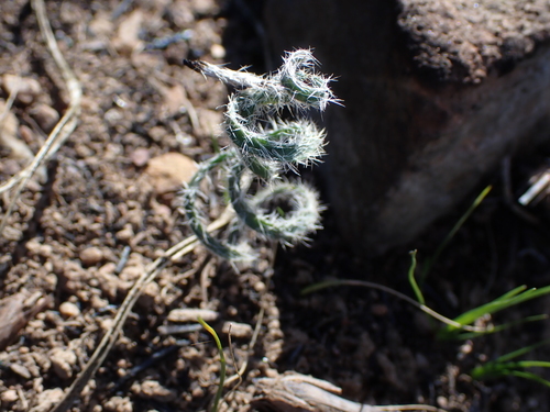Hairy Kukumakranka