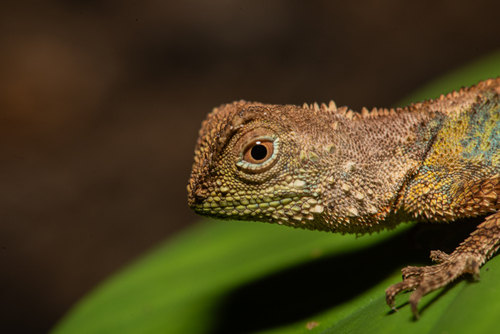 Pelturagonia nigrilabris, 2026-07-05