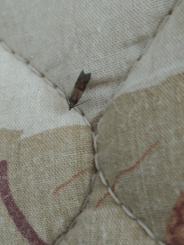 Indian-Meal Moth