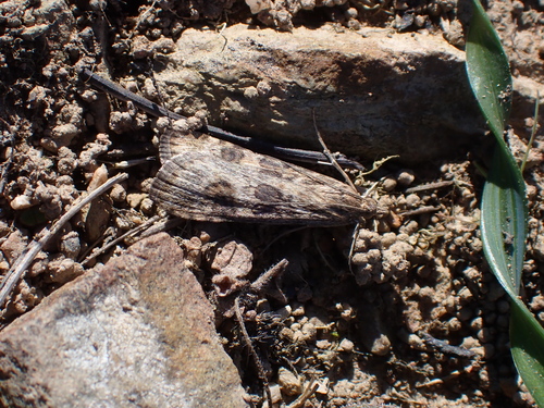 Nomophila africana