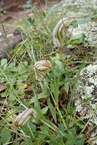large striped greenhood